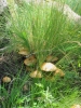 PICTURES/Kendrick Wildlife Trail/t_Mushrooms - Toadstool Group In Grass Tuft1.JPG